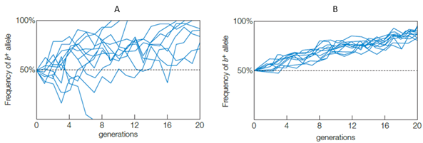 <strong>The following graphs show the frequency of the b+ allele over 20 generations in two populations of heterozygous flour beetles (data for a population of 10 individuals is shown in graph A; data for a population of 100 individuals is shown in graph B). Why does the frequency of the b + allele increase in both populations? </strong> A) b+ is a lethal allele. B) b+ is a balanced polymorphism. C) b+ is a fixed allele. D) b+ allele is adaptive. E) b+ is a neutral mutation.