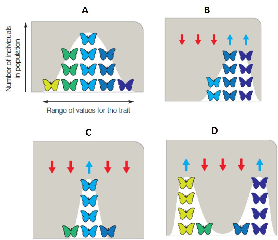 For each statement, select the graph that best represents the mode of selection described.