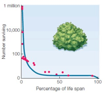 <strong>Which type of growth curve is pictured for the accompanying photo of a desert shrub? </strong> A) type II B) logistic C) type I D) exponential E) type III