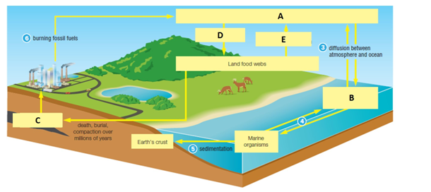 Examine the following figure of the carbon cycle. Match each term with the concept to which it best corresponds.
