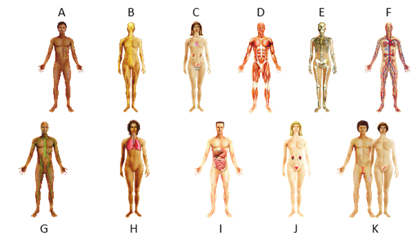 Match the organ system image from the given figure with the following description