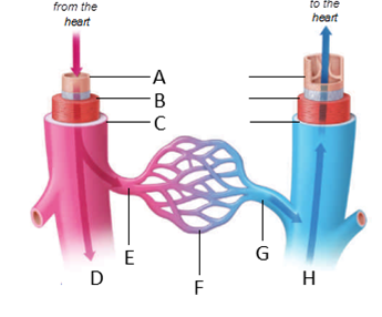 Identify the labeled structures of the circulatory system in the figure below .  