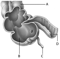 In the accompanying diagram, ____ is labeled D.