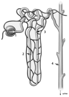 <strong> Reabsorption of water and essential solutes occurs in the region labeled____.</strong> A) 1 B) 2 C) 3 only D) 4 only E) 3 and 4