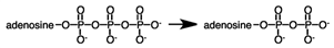 <strong>During a metabolic pathway the following reaction produced 3.00 moles of product. If Δ G°' for the hydrolysis of ATP is -7.3 kcal\mol, how much energy would be involved? </strong> A)7.3 kcal released B)7.3 kcal absorbed C)22 kcal absorbed D)22 kcal released