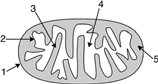 <strong>Consider the diagram of a mitochondrion shown below. What does the number 4 represent? </strong> A)cristae B)matrix C)intermembrane space D)More than one answer is correct.