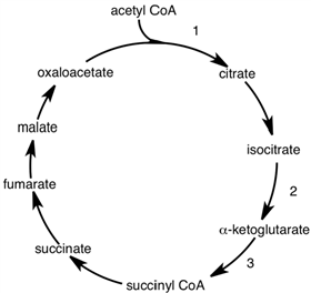 <strong>Control points of the citric acid cycle are shown by the numbers in the following diagram. Which of the following correctly describes control of the cycle> </strong> A)Point 1 is inhibited by NADH and activated by ADP. B)Point 2 is inhibited by NADH and activated by ATP. C)Point 3 is inhibited by both NADH and ADP. D)All of these.