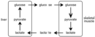 <strong>Consider the figure below. What process is depicted? </strong> A)Cori cycle B)glycolysis C)fermentation D)glucogenolysis