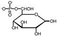 <strong>Glucose-6-phosphate is best represented by which of the following? (Note: the wavy bond indicates that the -OH could either be up or down.)</strong> A) B) C) D)