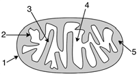 <strong>Consider the diagram of the mitochondrion shown below. During electron transport, protons (H<sup>+</sup>)are pumped into what area of the mitochondrion? </strong> A)2 B)3 C)4 D)5