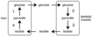 <strong>Consider the diagram below. That is the step that is labeled 1 called? </strong> A)fermentation B)gluconeogenesis C)glycolysis D)glycogenolysis