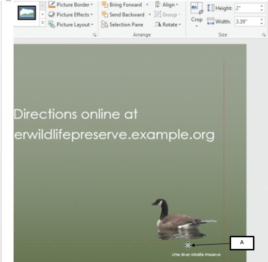 <strong> In the accompanying figure of Microsoft PowerPoint 2016, Box A points to a _____ that is used to reposition an image in a slide. </strong> A)sizing handle B)pointer C)placeholder D)trimmer