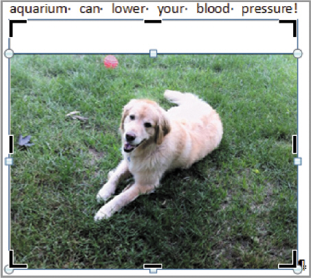 <strong> In the above figure, the black handles around the graphic are the ____ handles.</strong> A) cropping B) outcropping C) resizing D) moving