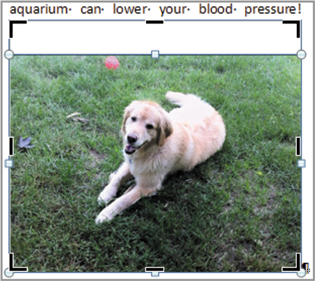<strong> In the above figure, the black handles around the graphic are the ____ handles.</strong> A) cropping B) outcropping C) resizing D) moving