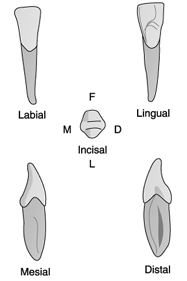   Identify the tooth in the illustration above.