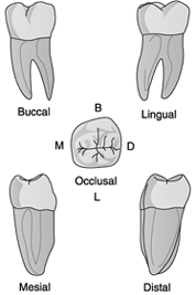   Identify the tooth in the illustration above.