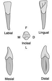   Identify the tooth in the illustration above.