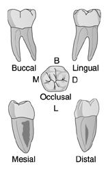   Identify the tooth in the illustration above.