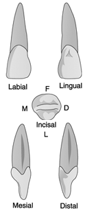   Identify the tooth in the illustration above.