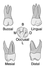   Identify the tooth in the illustration above.