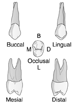   Identify the tooth in the illustration above.