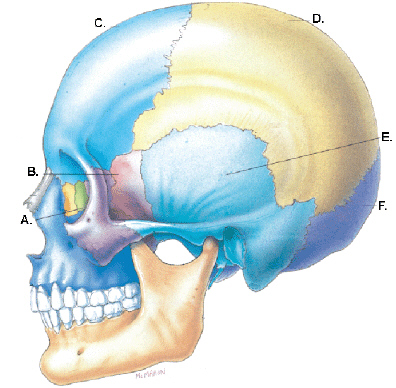 Complete the following questions related to the stages of histological development of teeth based upon this figure. The stage labeled E is ____________________.