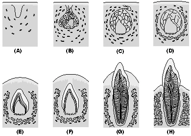 Complete the following questions related to the stages of histological development of teeth based upon this figure. The stage labeled G is ____________________.