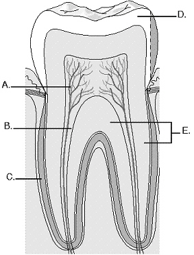 Complete the following questions by identifying the structures on the diagram related to the tissue structure of the tooth. The structure labeled B is the _________________________.