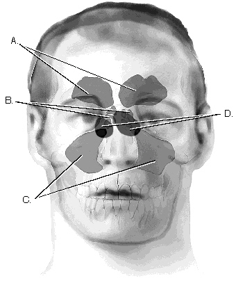 Complete the following questions by identifying the structure labeled in the diagram related to tooth anatomy. The structure labeled B is the _________________________.