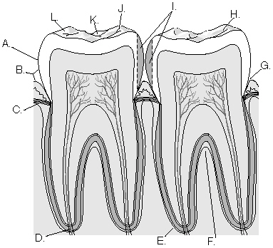 Complete the following questions by identifying the structure labeled in the diagram related to tooth anatomy. The structure labeled D is the _________________________.