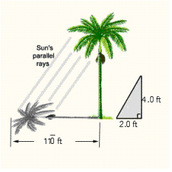 <strong>A tree casts a shadow 11\bar0 ft long when a vertical rod 4 ft high casts a shadow 2 ft long. (See Illustration.) How tall is the tree? </strong> A) The tree is 260 ft long. B) The tree is 220 ft long. C) The tree is 22 \overline { 0 } ft long. D) The tree is 250 ft long. E) The tree is 26 \overline { 0 } ft long.