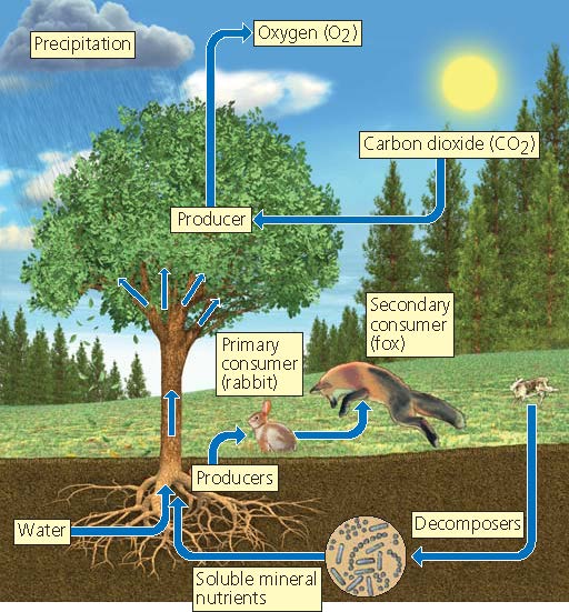 Figure 3.6 What are all of the components that can be categorized as abiotic in the accompanying figure of an ecosystem?