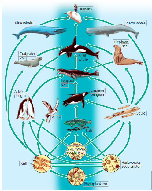 Figure 3.12 What trophic level is occupied by the emperor penguin in the above food web? Briefly state the reason for your choice.