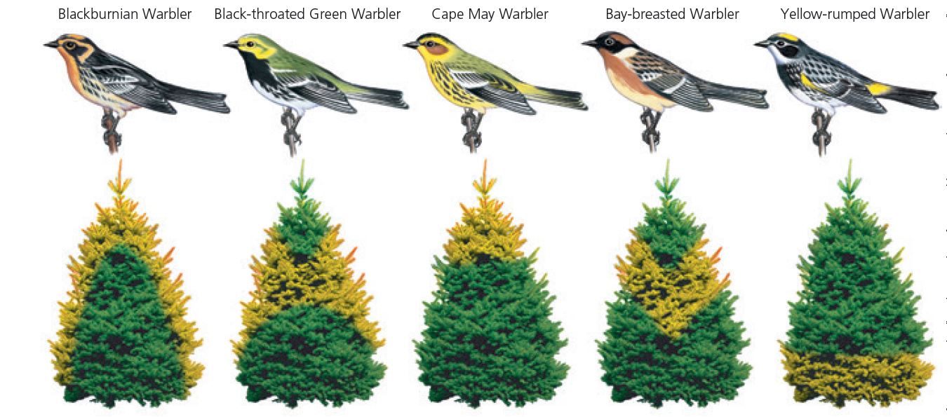   Figure 5.2 The diagram shows several species of birds and the trees on which they feed, with the parts of the trees in which each species lives highlighted in yellow. When organisms use different parts of the tree to feed like this, does it result in increased or decreased interspecific competition or decreased interspecific competition? What is the name for this pattern?<div style=padding-top: 35px> 