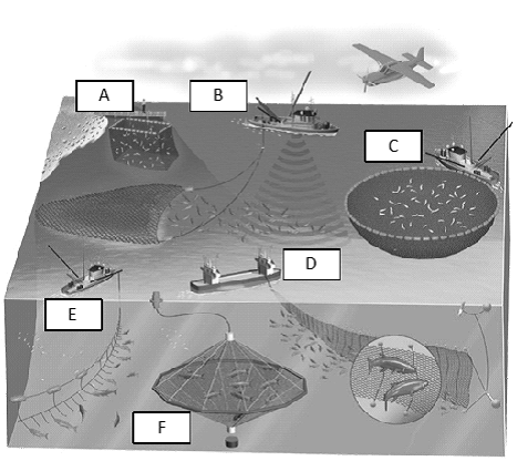 Use the figure above to answer the question(s)below. What is purse-seine fishing, what types of fish does it target, and which letter depicts it on the figure?