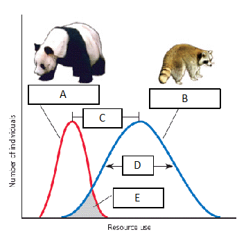 Use the figure above to answer the following question(s). Which of the two animals, the panda or the raccoon, is considered a generalist? Why?