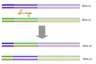 The following represents a type of mutation. The mutation shown in the illustration will probably not be harmful
