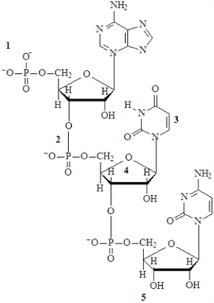 Examine the following nucleic acid structure. Fill in the blanks with an appropriate integer (1, 2, 3, 4.....) from the numbers in the figure or to represent a numerical value. The phosphodiester bond is indicated by the number __________________.