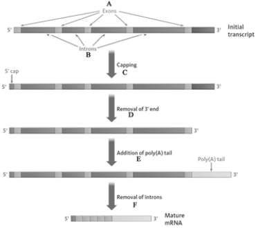 Consider the following diagram showing the processing of mRNA. Match the following statements to the appropriate letter (A, B, C,...) in the diagram. Determines the useful life span of mRNA._____