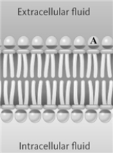 <strong>Consider the following diagram of a membrane. Which of the following might be the portion of the membrane represented by the letter A?</strong> A) choline B) tristearin C) oleic acid D) glycerol