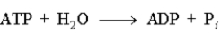 The following reaction is driven by the breakdown of ATP, what is the single chemical equation that combines these two reactions?