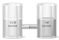 Consider the two containers shown below separated by a seminpermeable membrane. When allowed to stand overnight, water will have moved from the right-hand container to the left hand container..