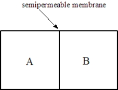Consider two solutions, A and B, separated by a seminpermeable membrane that allows water and small molecules to pass through as shown below. Fill the blank(s) with the appropriate terms from the list below. right left osmosis dialysis Solution A is 0.50 M in sucrose and Solution is 1.5 M in sucrose. After one hour, the compartment on the ____________________ will have the higher osmotic pressure.