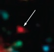 <strong>  If the galaxy shown above has a 6.964 redshift, the galaxy is __________ and __________.</strong> A) young, nearby B) old, nearby C) young, far away D) old, far away <div style=padding-top: 35px> 