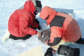 <strong> The scientists in the picture above are placing what object in an airtight bag?</strong> A) meteor B) meteoroid C) meteorite D) asteroid