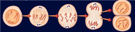 <strong> The process shown above is ____________.</strong> A) cell splitting B) mutation C) life formation D) copying