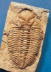 <strong> The complex organism fossil cast shown above first appeared in the __________ period.</strong> A) Pre-Cambrian B) Cambrian C) Tertiary D) Jurassic