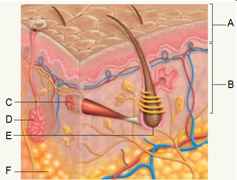Match the structures labeled in the diagram with the statements below. Figure 4.11 thedermis
