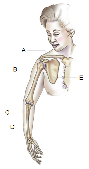 Figure 5.7 clavicle