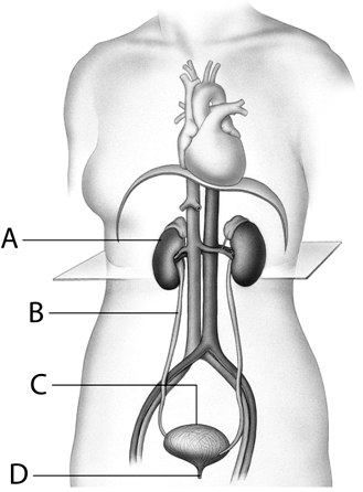 Match the urinary structures to the statements below. urine storage site 